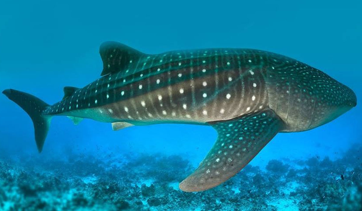 Whale Shark Tours